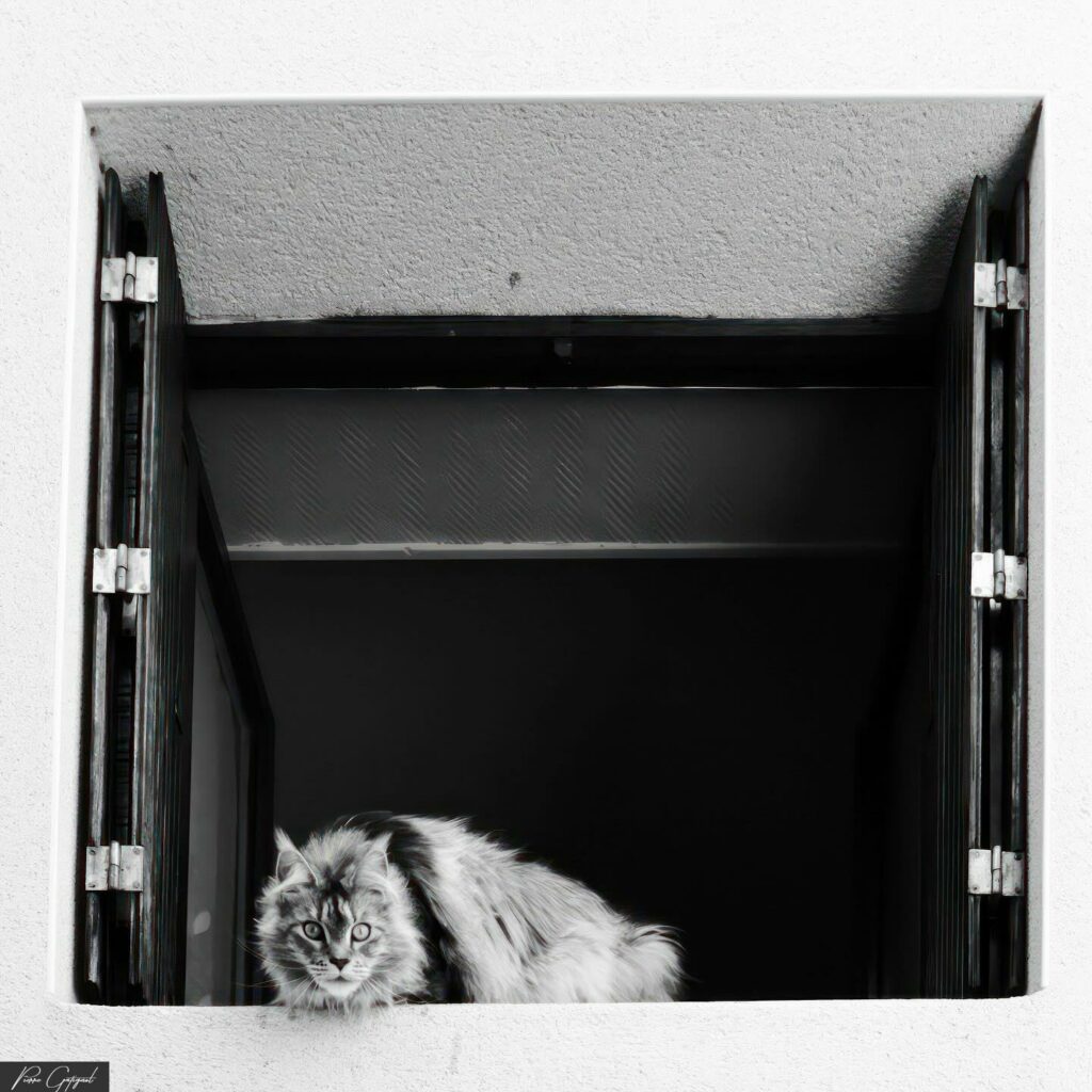 Long-haired cat sitting in a window opening