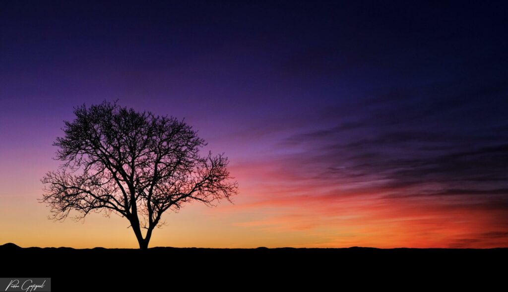 Isolated tree silhouette at sunset