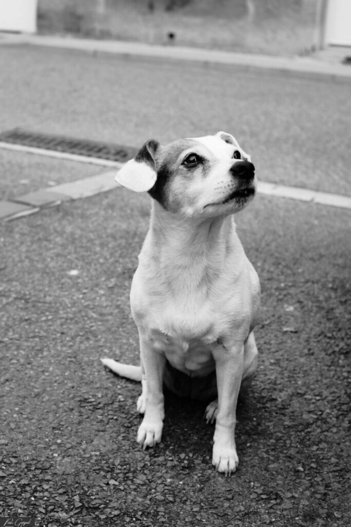 Small dog sitting on the road, looking upwards